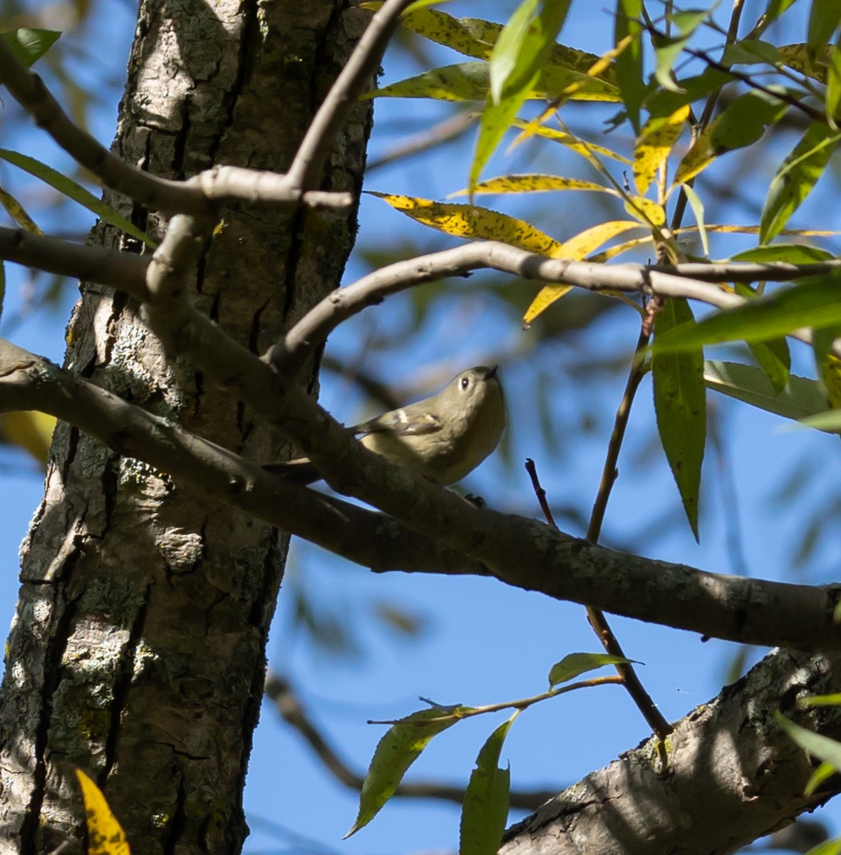 Ruby-crowned Kinglet - ML624224396