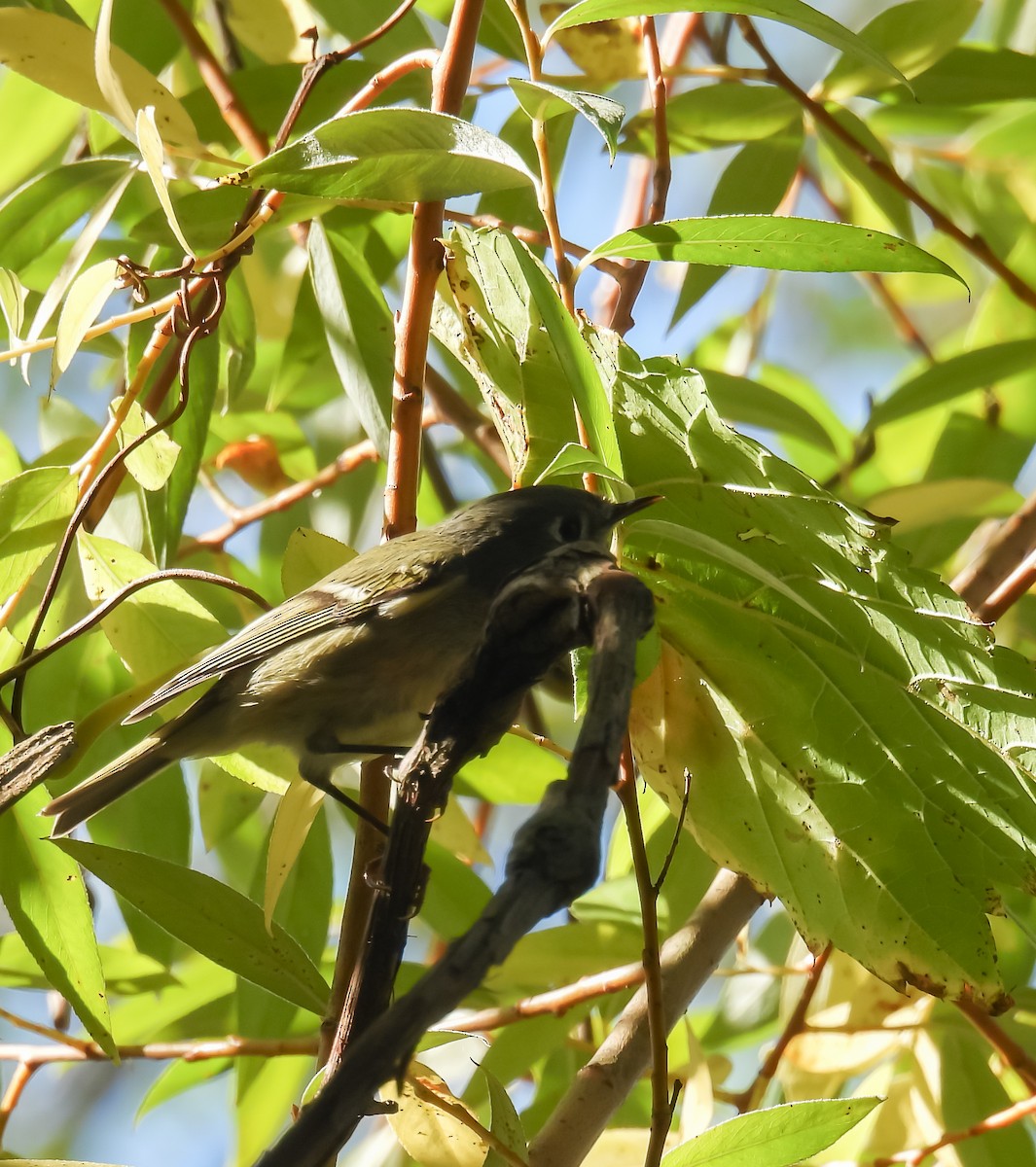 Ruby-crowned Kinglet - ML624224397