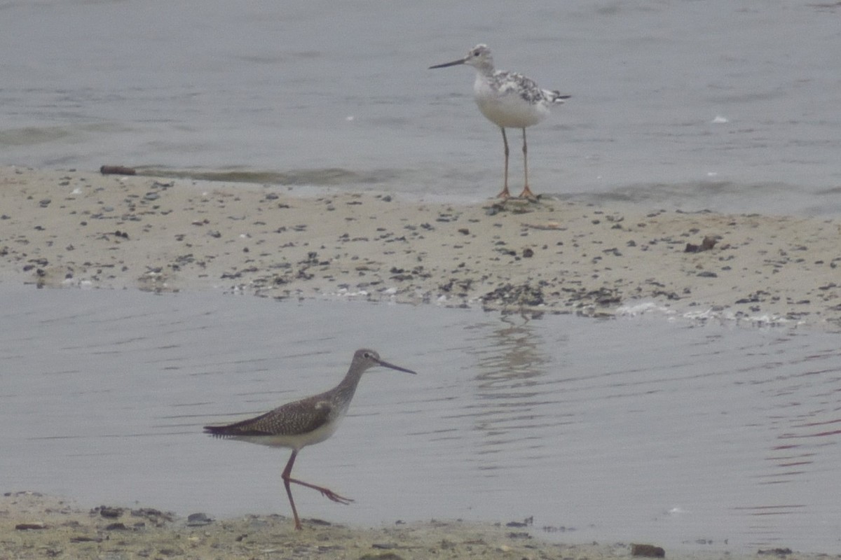 Greater Yellowlegs - ML624224398