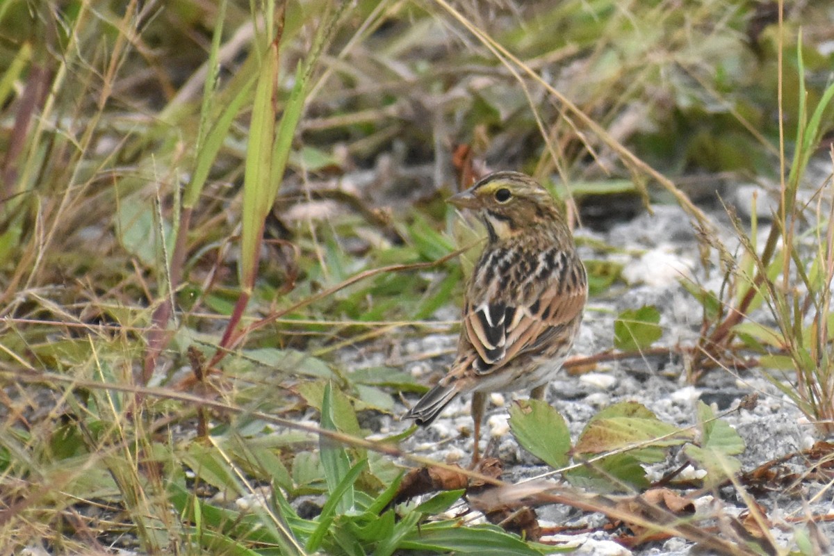 Savannah Sparrow - ML624224399