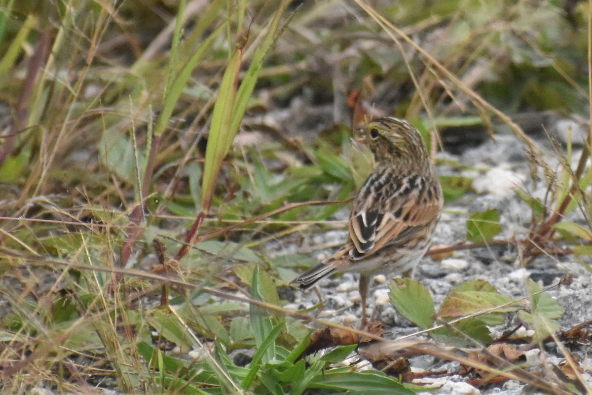 Savannah Sparrow - ML624224400