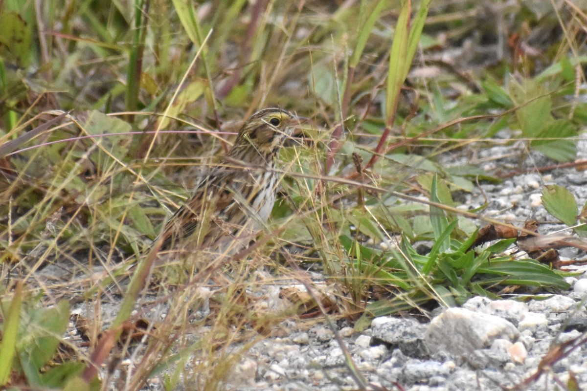 Savannah Sparrow - ML624224401