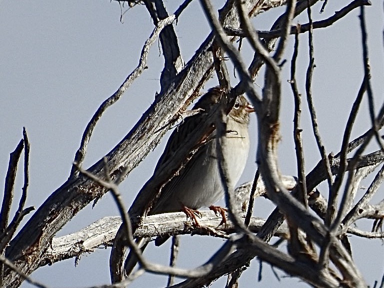 Chipping Sparrow - ML624224402