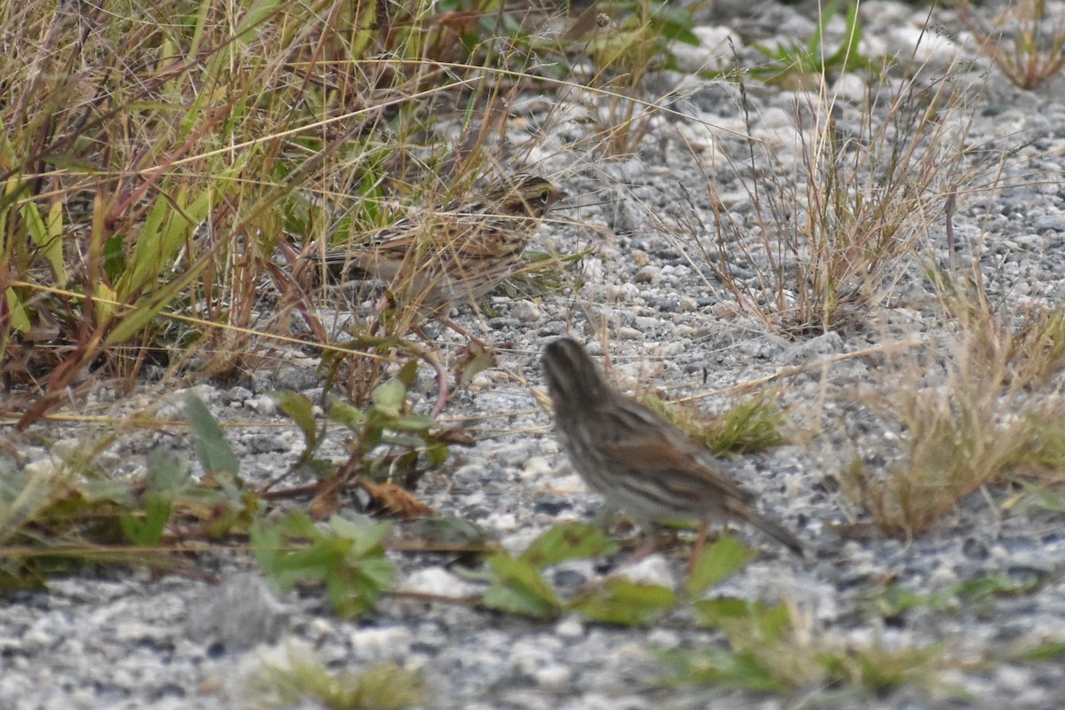 Savannah Sparrow - ML624224403