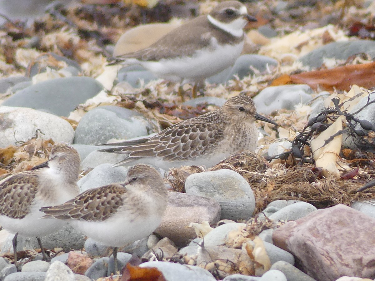 Baird's Sandpiper - ML624224404