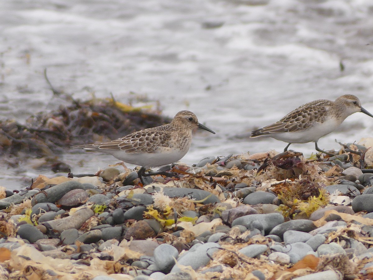 Baird's Sandpiper - ML624224405