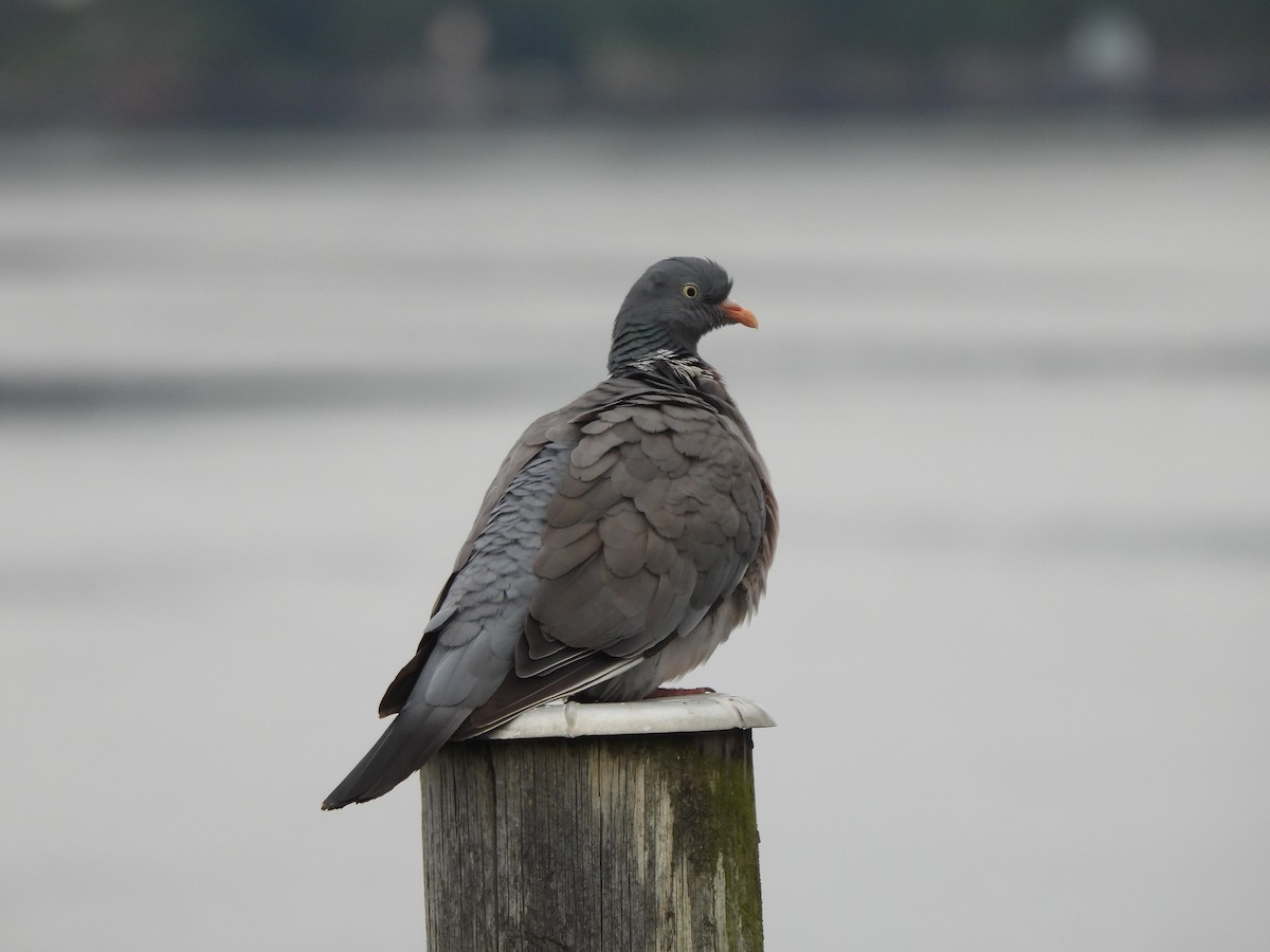 Common Wood-Pigeon - ML624224410