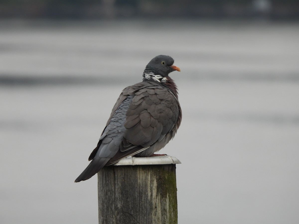 Common Wood-Pigeon - Nathan Cross