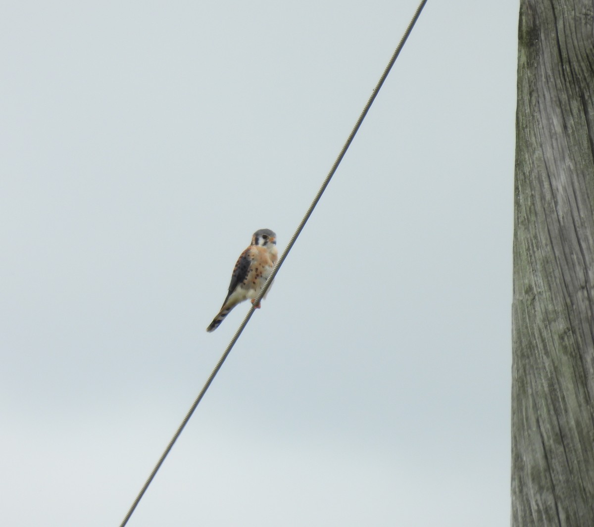 American Kestrel - ML624224419