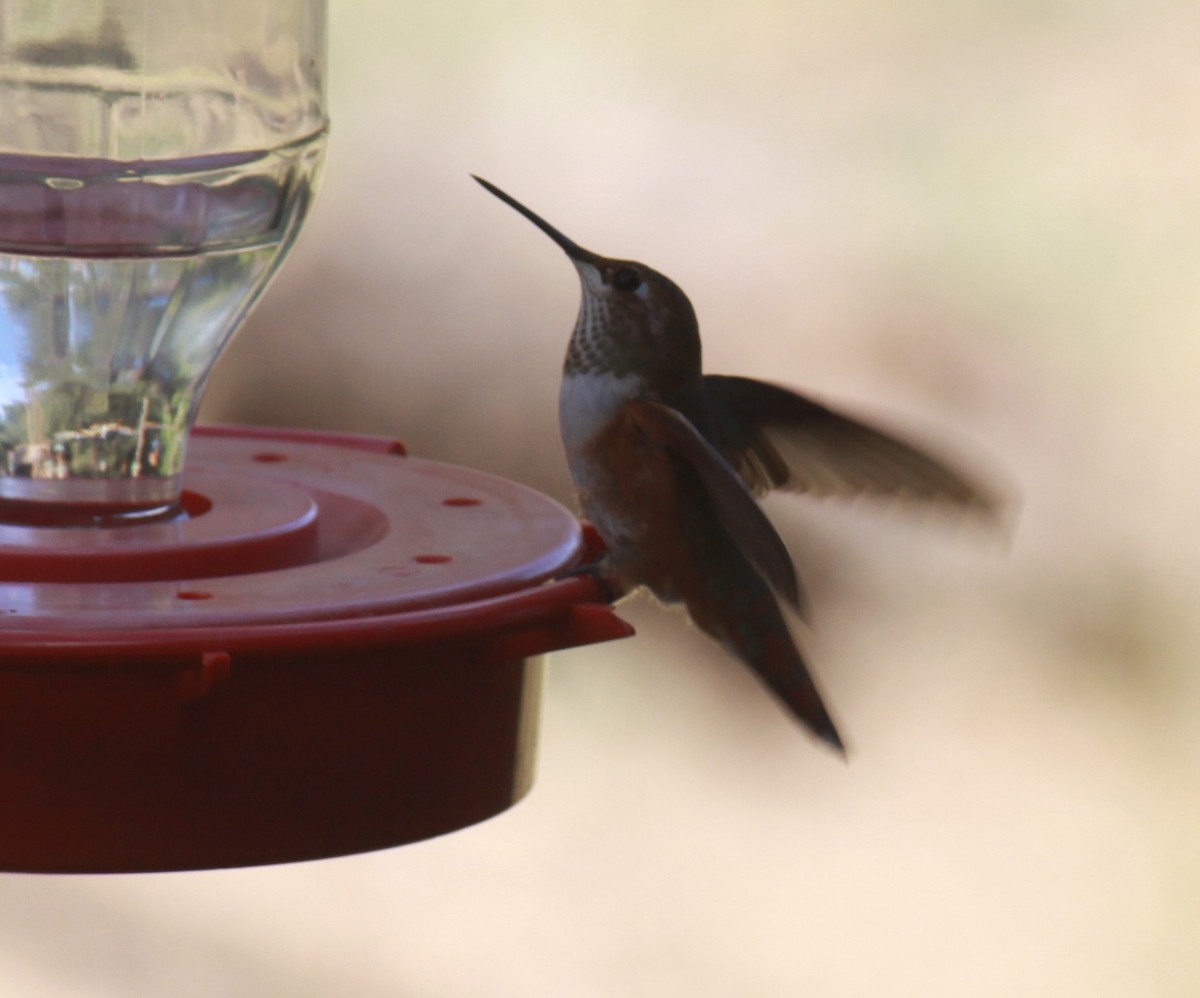 Black-chinned Hummingbird - Larry Bennett