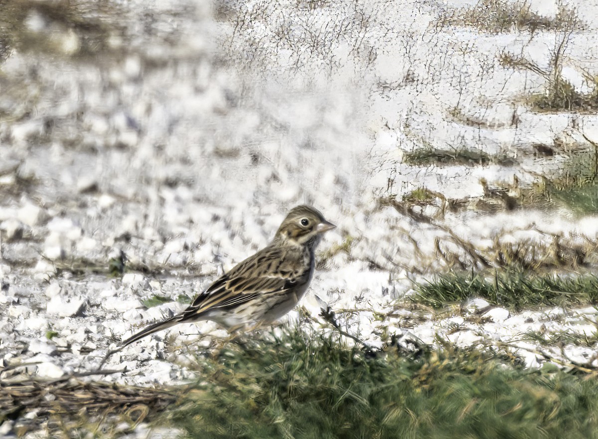 Vesper Sparrow - ML624224472