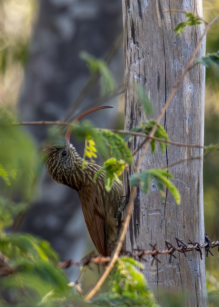 Red-billed Scythebill - ML624224473