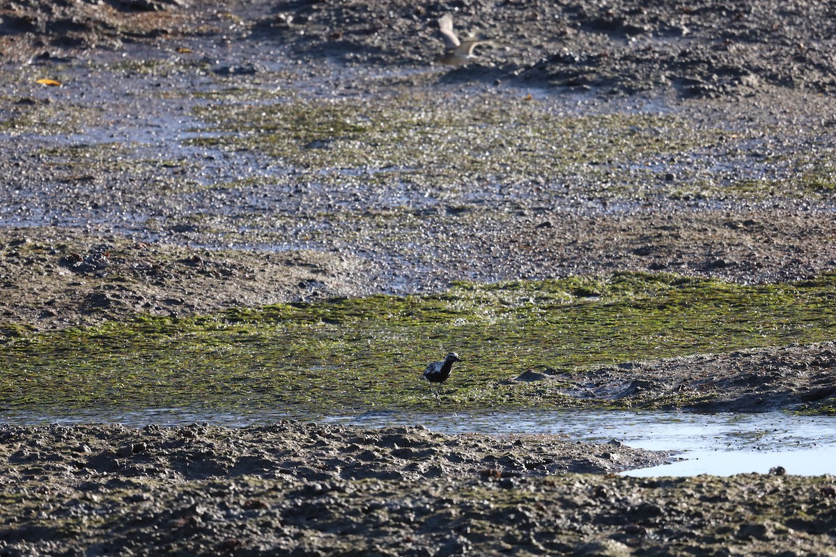 Black-bellied Plover - ML624224474