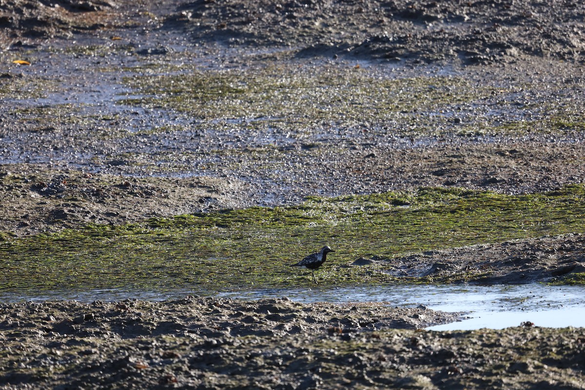 Black-bellied Plover - ML624224475