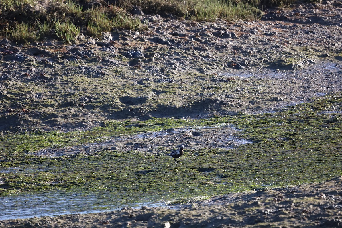 Black-bellied Plover - ML624224476