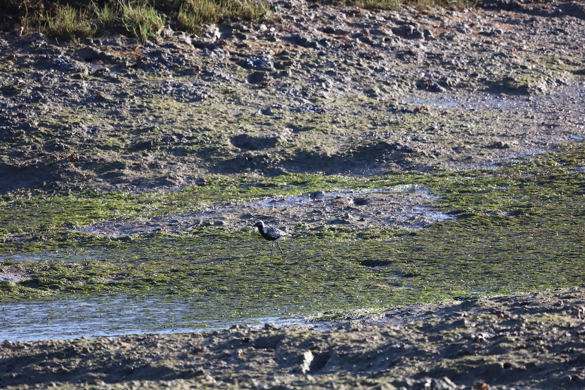 Black-bellied Plover - ML624224477