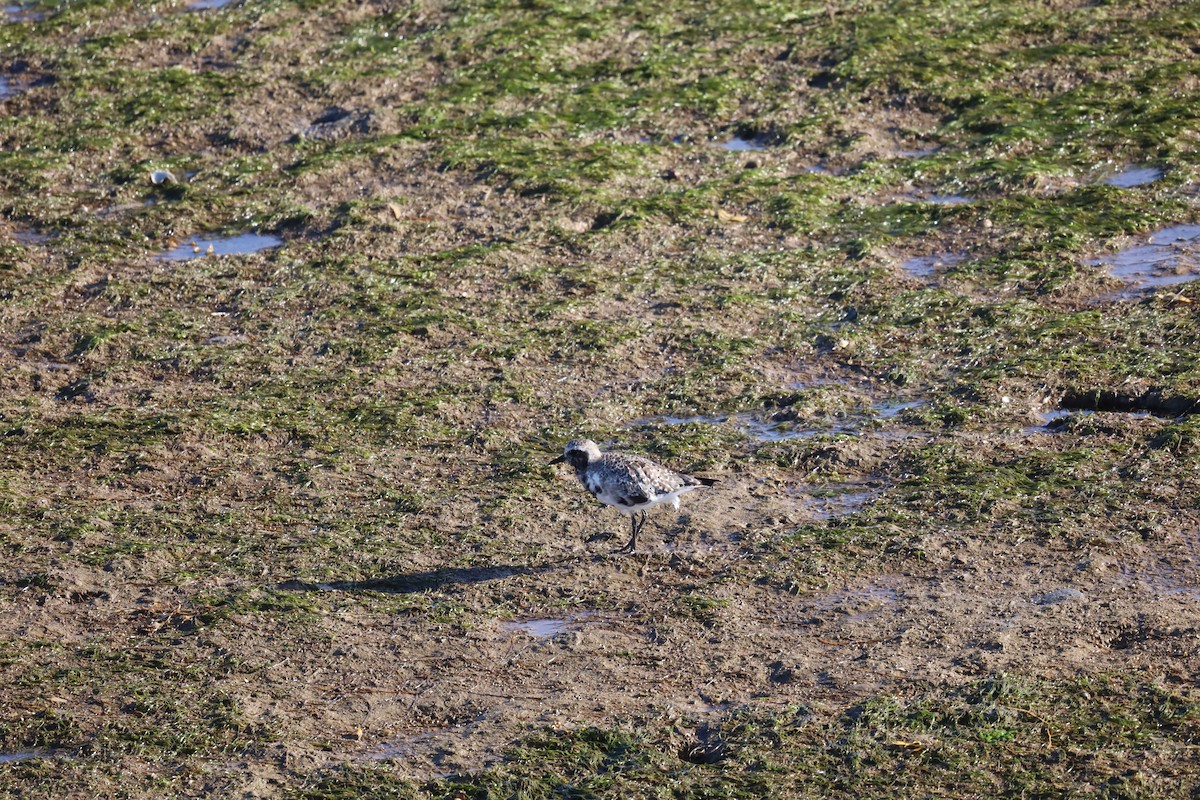 Black-bellied Plover - ML624224478