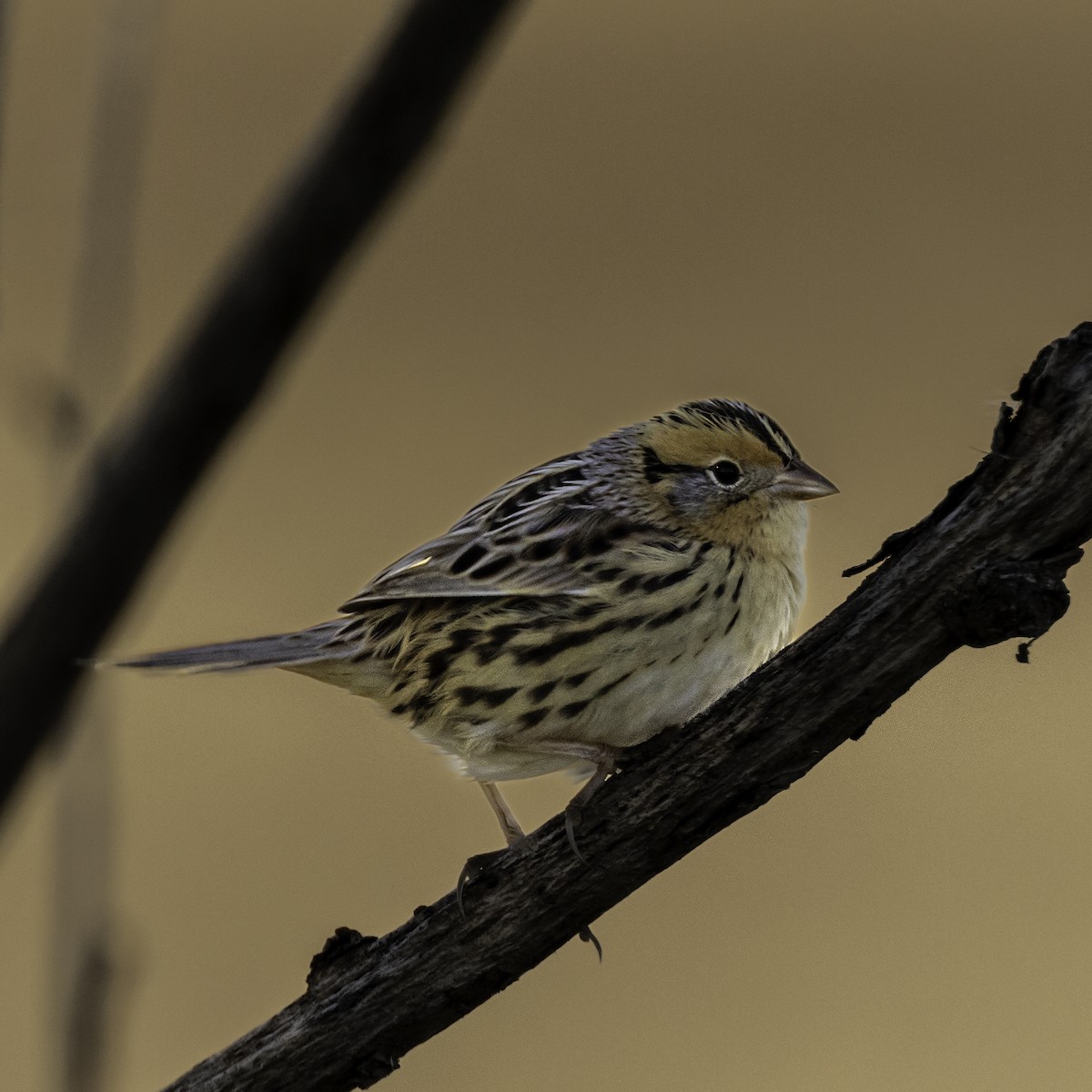 LeConte's Sparrow - ML624224479