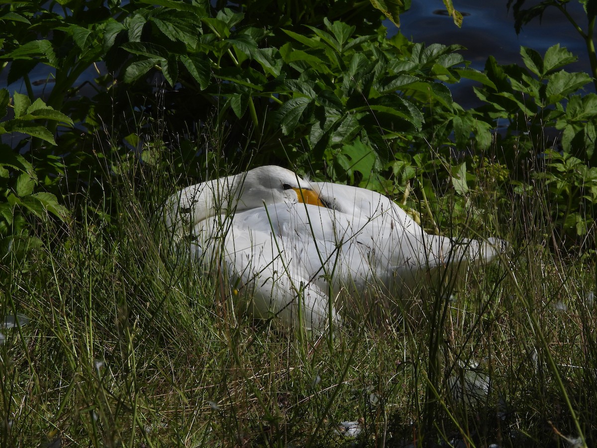 Whooper Swan - ML624224483