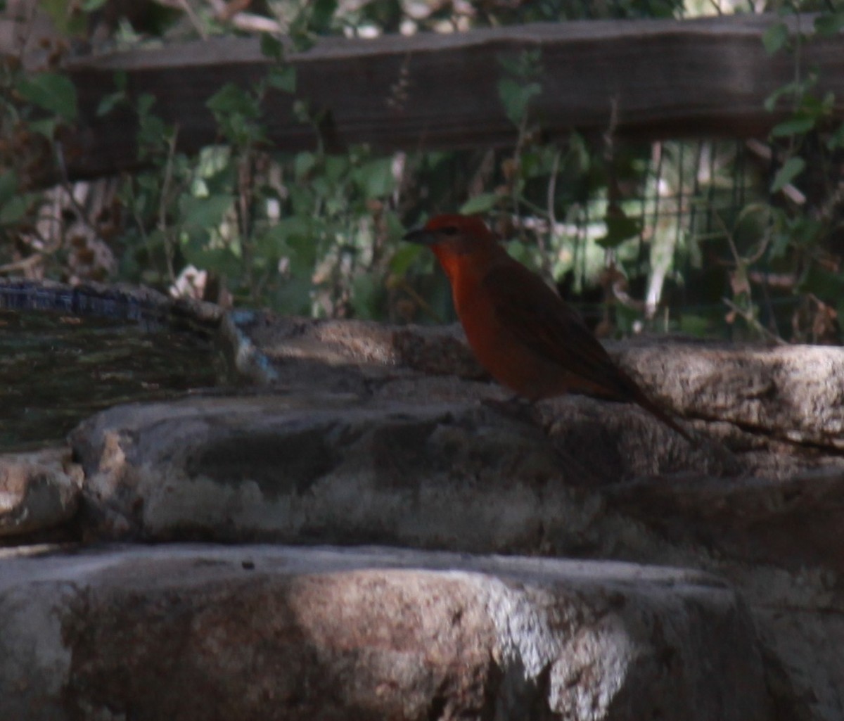 Summer Tanager - Larry Bennett