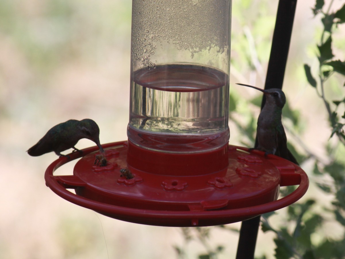 Anna's Hummingbird - Larry Bennett