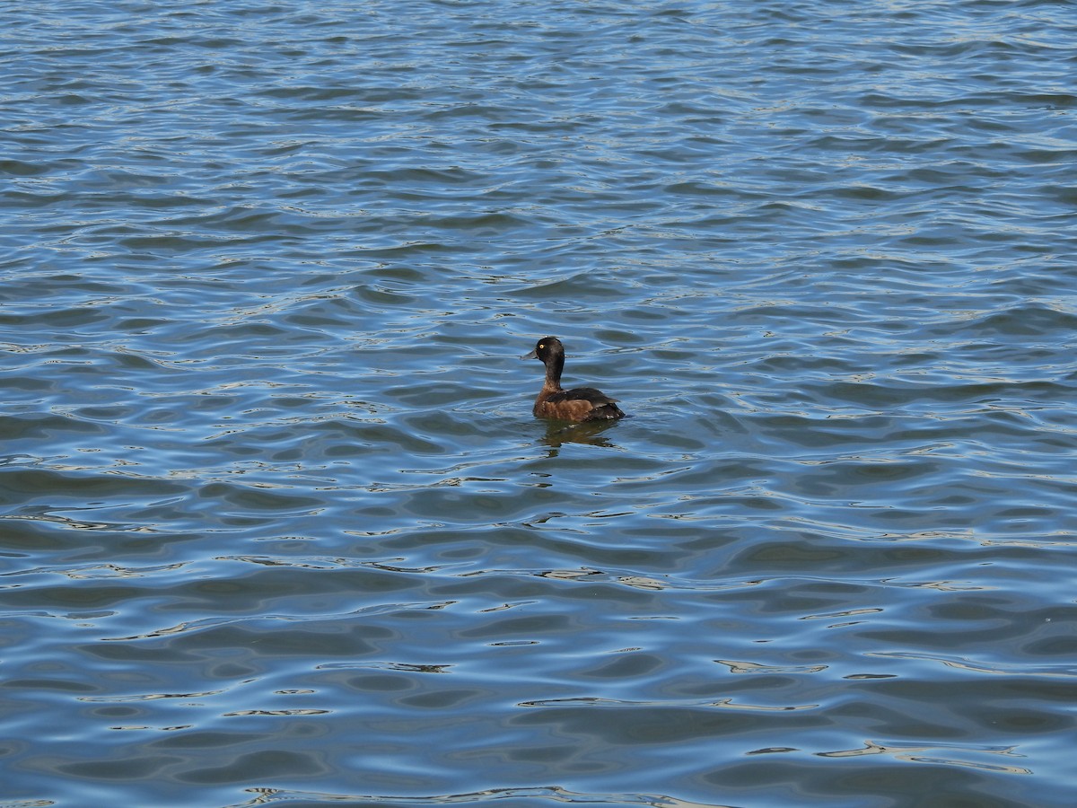 Tufted Duck - ML624224504