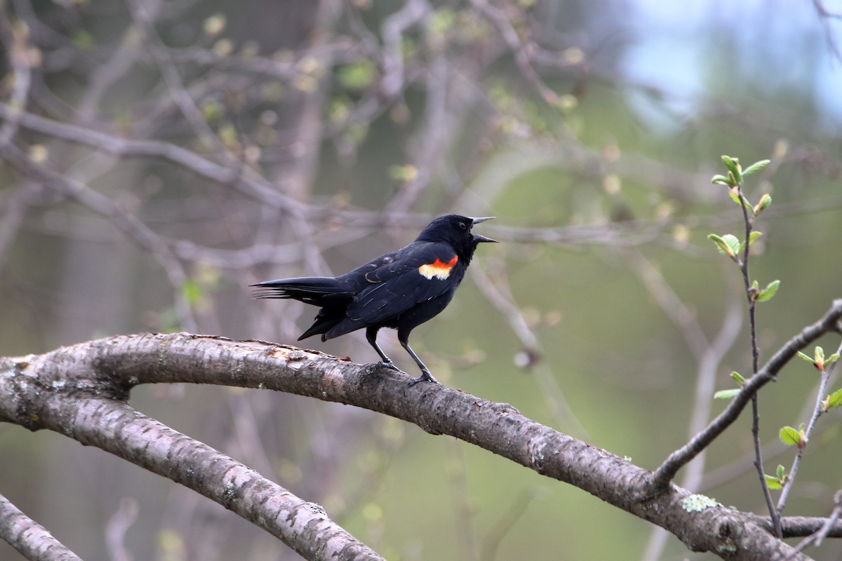 Red-winged Blackbird (Red-winged) - ML624224506