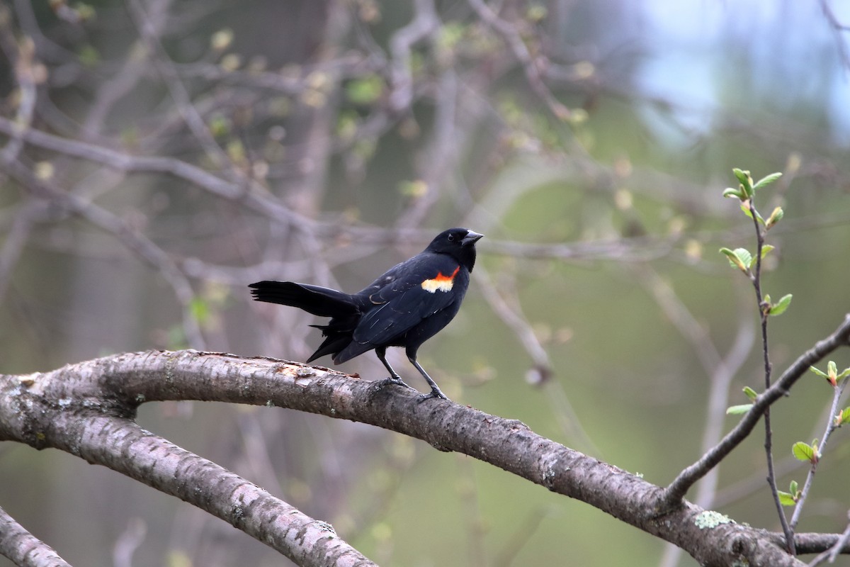 Red-winged Blackbird (Red-winged) - ML624224507