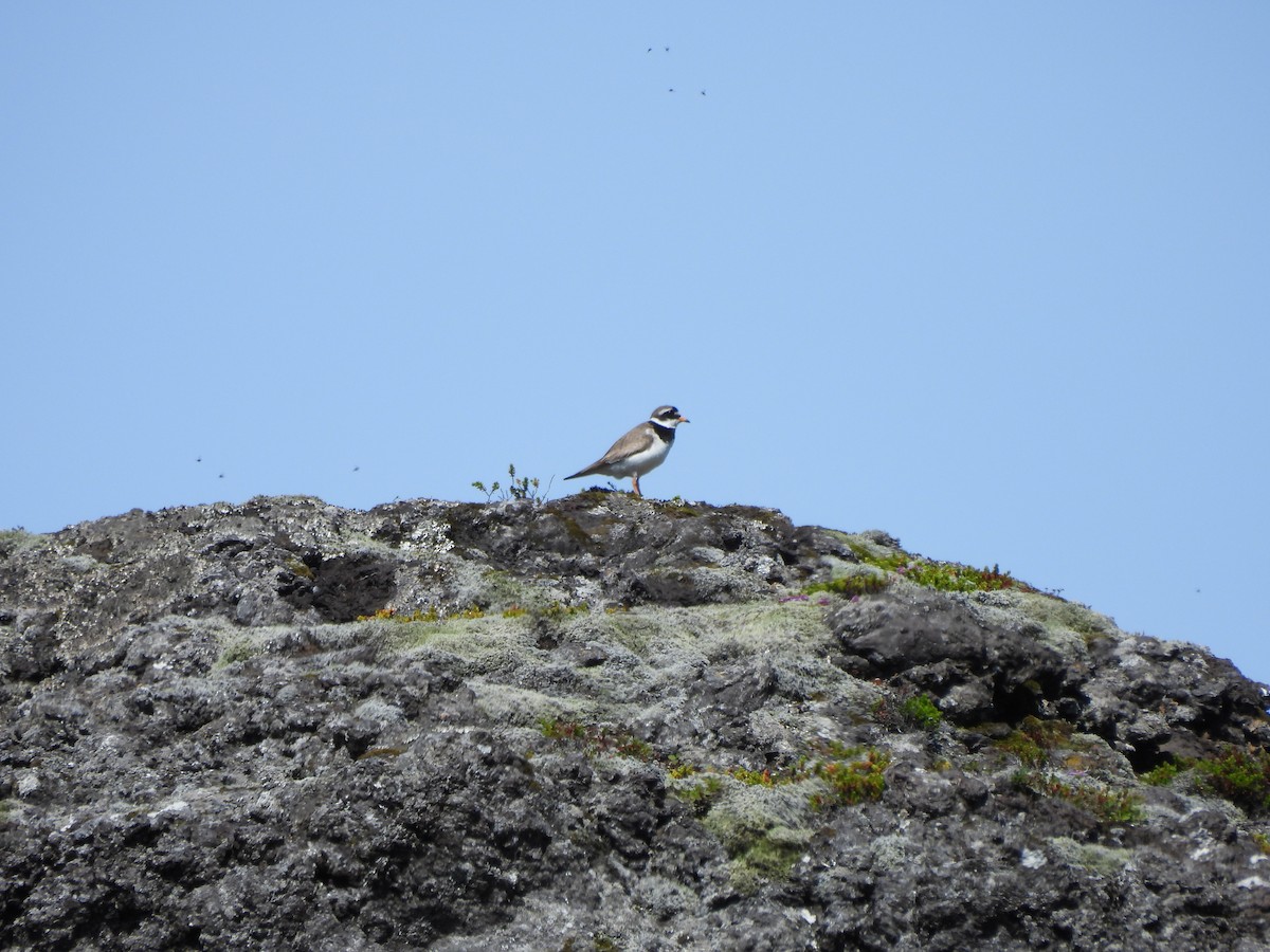 Common Ringed Plover - ML624224512