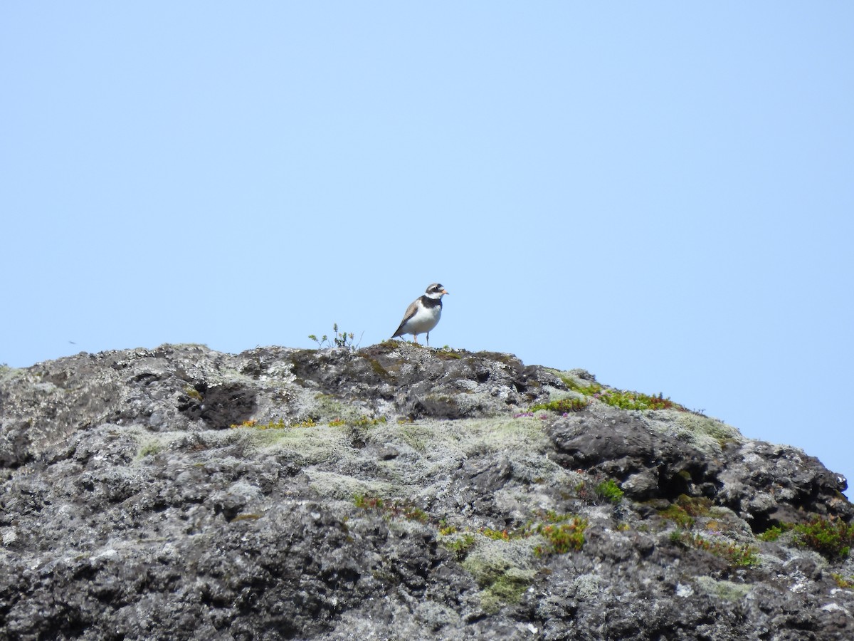 Common Ringed Plover - ML624224513