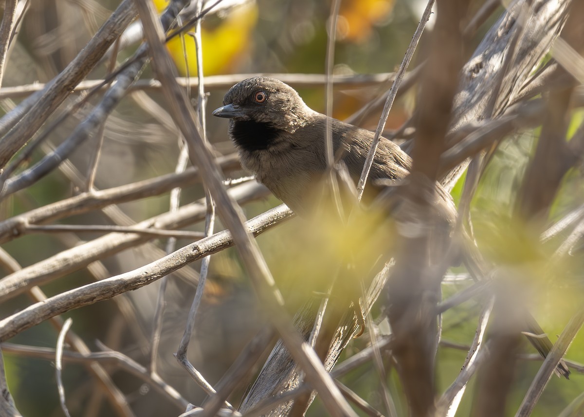 Red-shouldered Spinetail - ML624224520