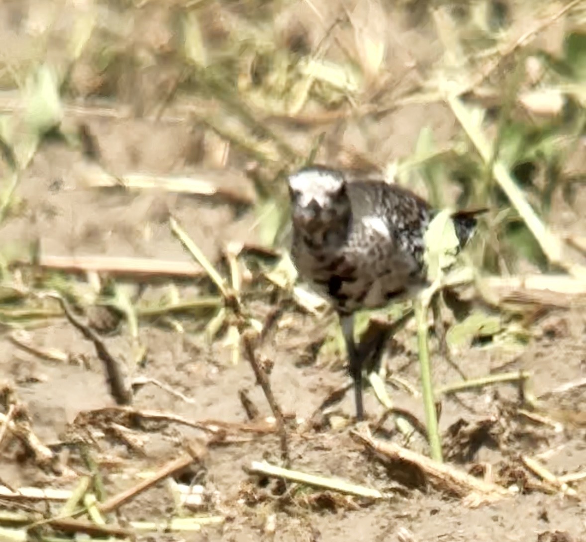 Black-bellied Plover - ML624224522