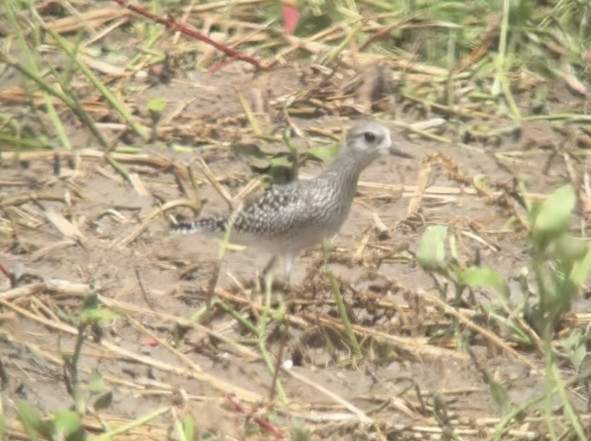 Black-bellied Plover - ML624224523