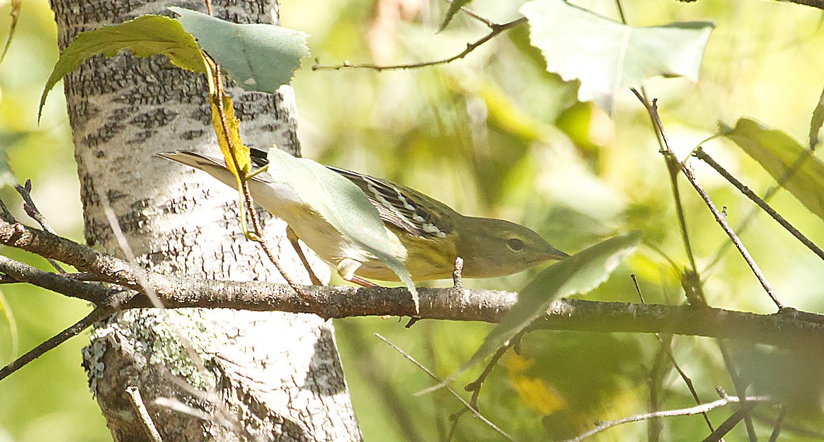 Blackpoll Warbler - ML624224538