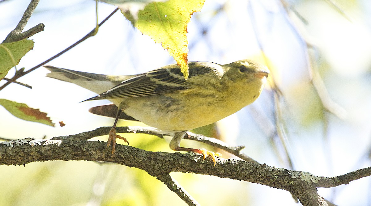 Blackpoll Warbler - ML624224539