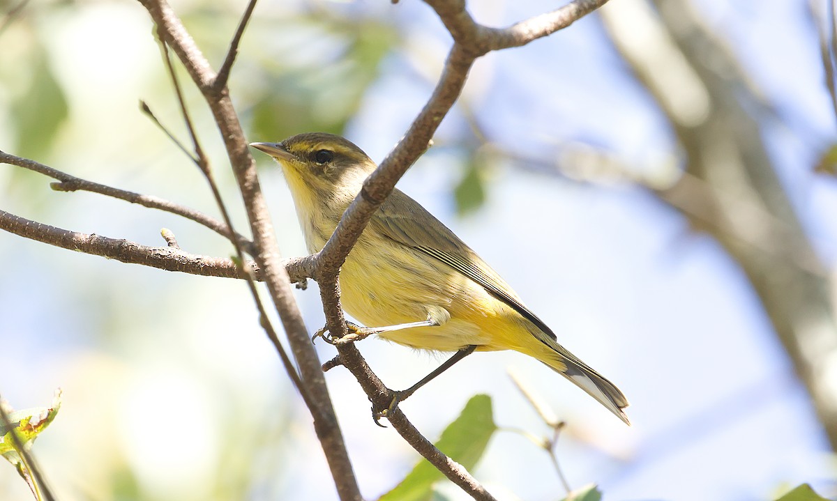 Palm Warbler - ML624224547