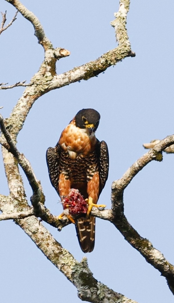 Halcón Pechinaranja - ML624224553