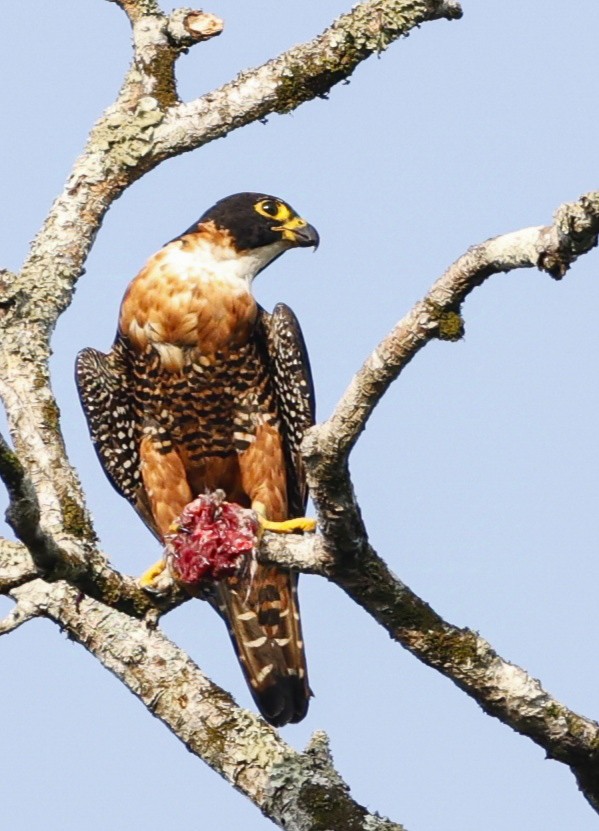 Halcón Pechinaranja - ML624224557