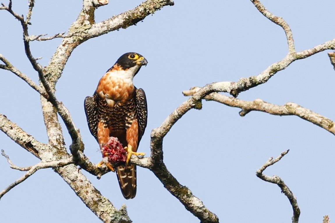 Halcón Pechinaranja - ML624224558