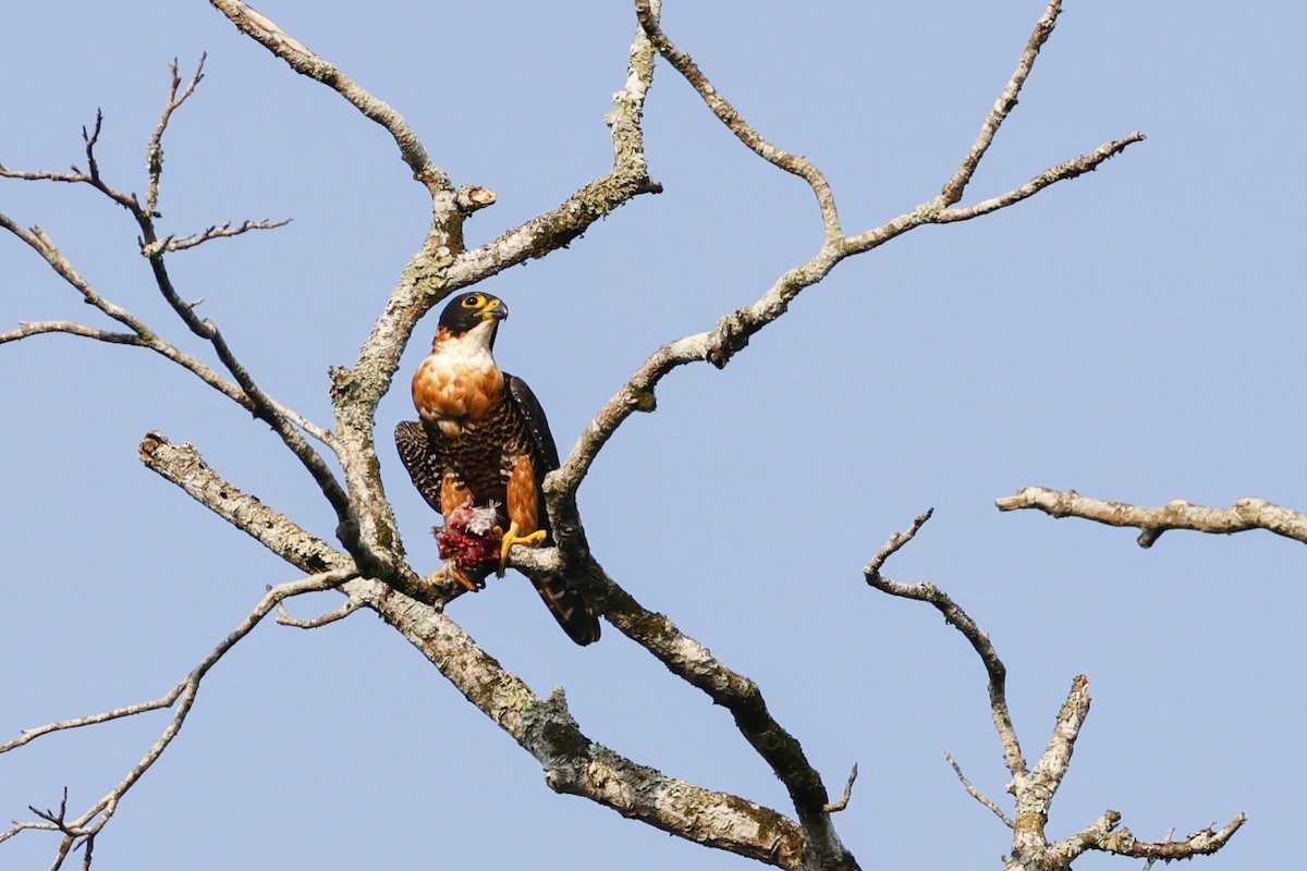 Halcón Pechinaranja - ML624224559