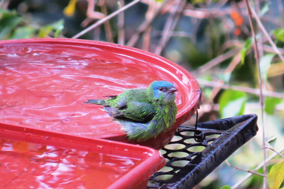 Blue Dacnis - Cristiane Bolochio Cris