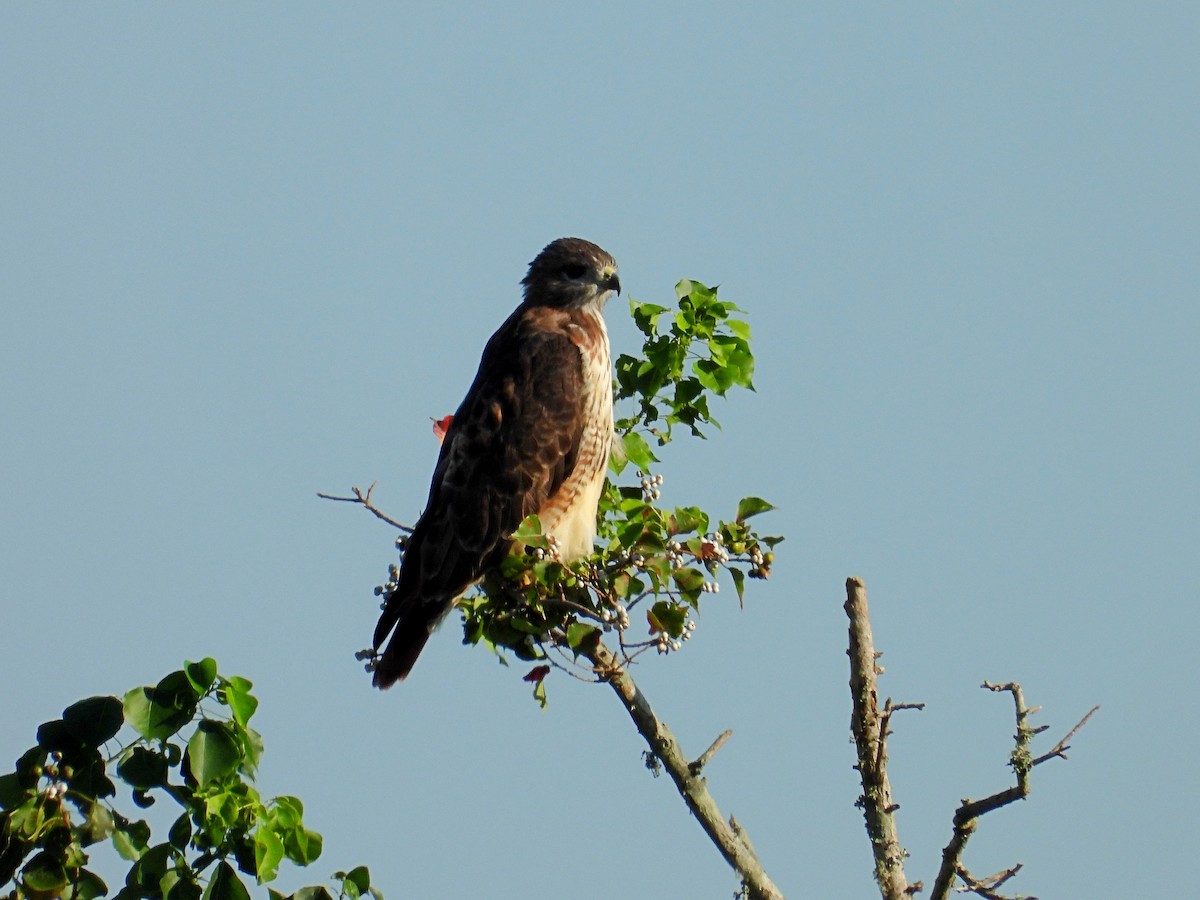 Red-tailed Hawk - ML624224573