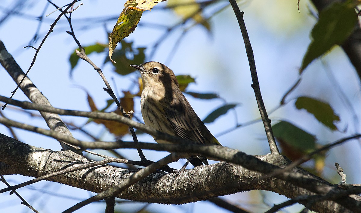 Yellow-rumped Warbler - ML624224575