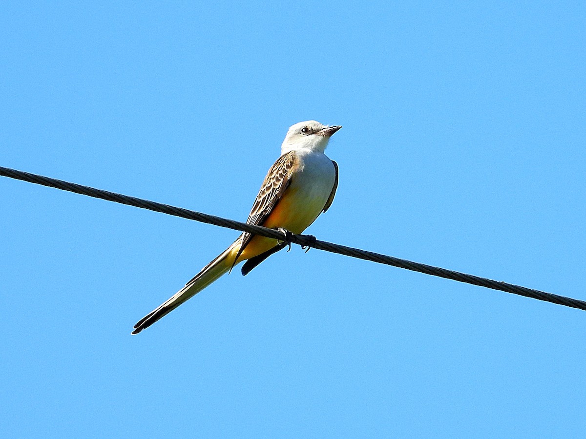 Scissor-tailed Flycatcher - ML624224583