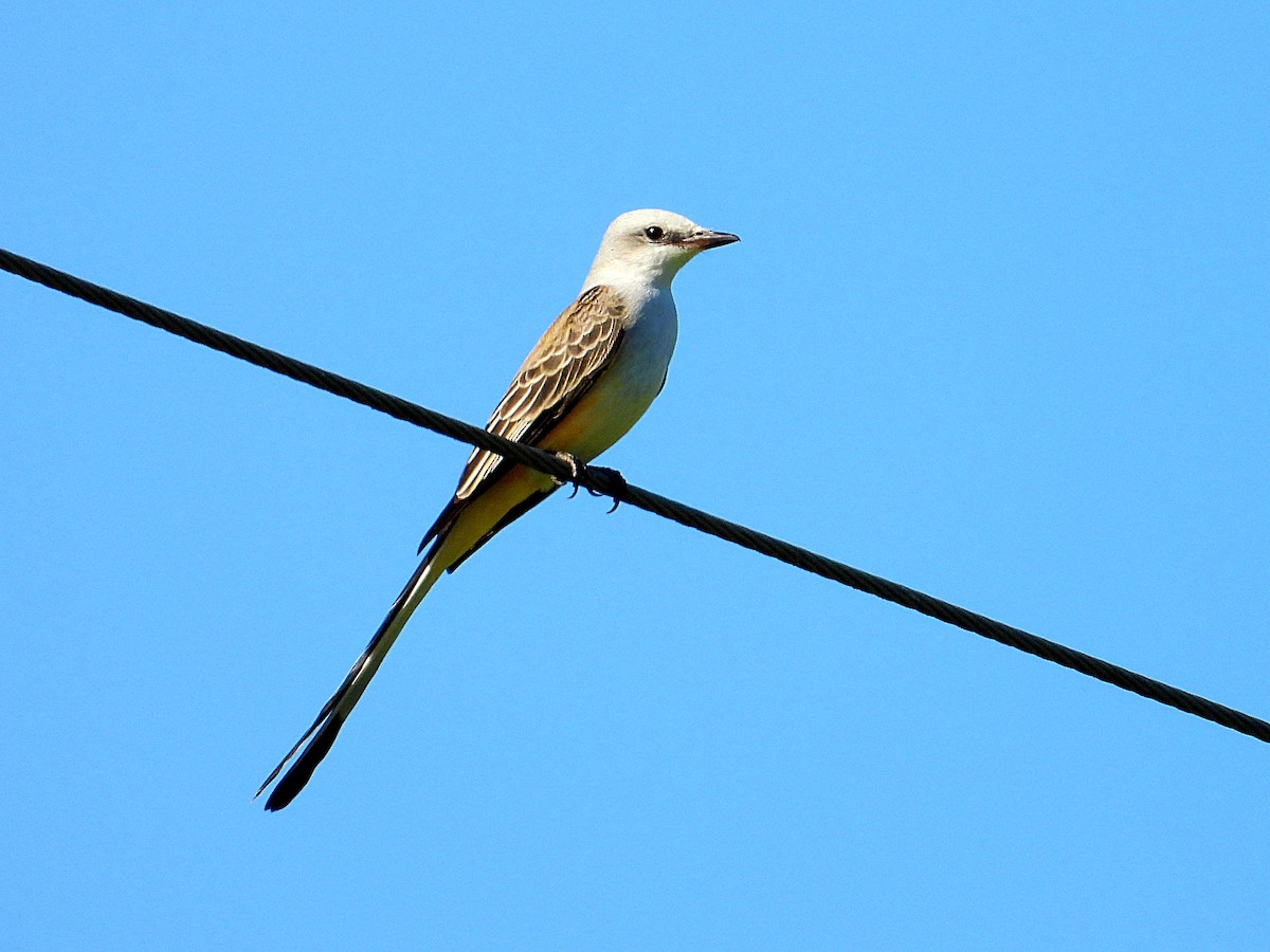 Scissor-tailed Flycatcher - ML624224587