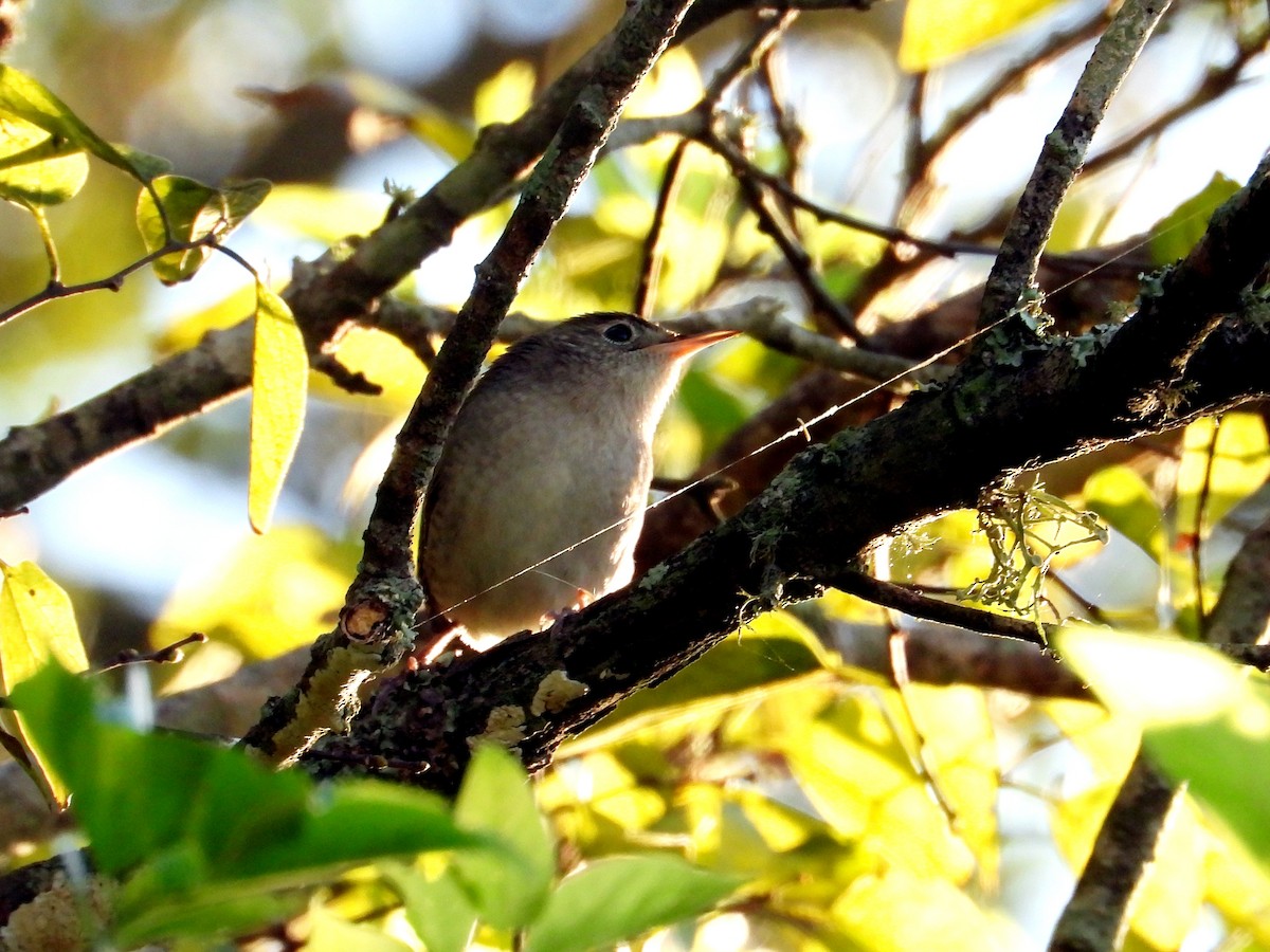 House Wren - ML624224599