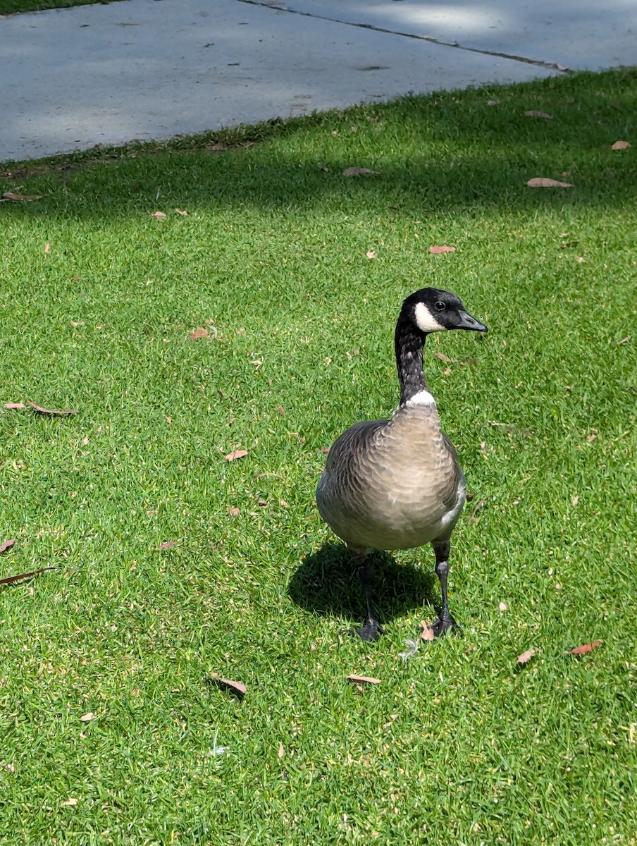 Cackling Goose - ML624224601