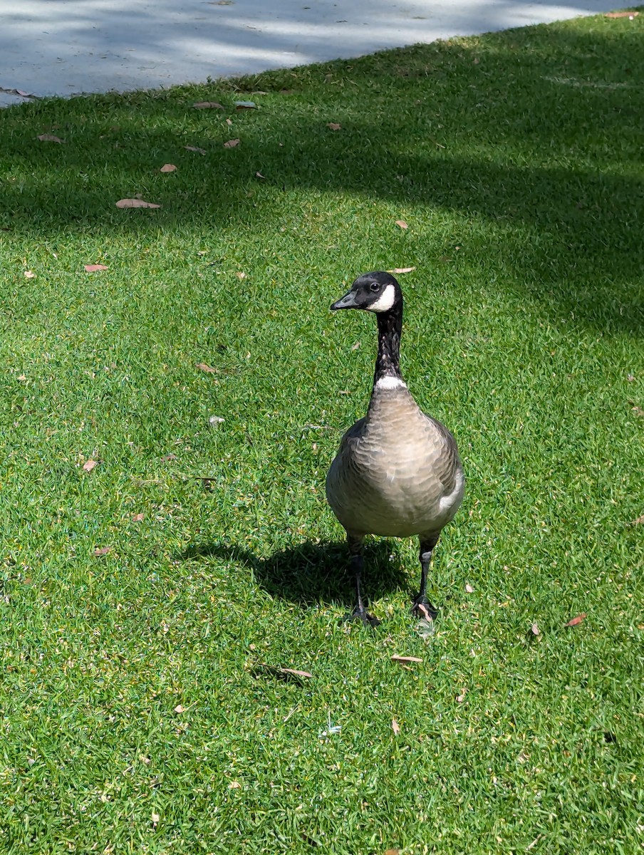 Cackling Goose - ML624224605