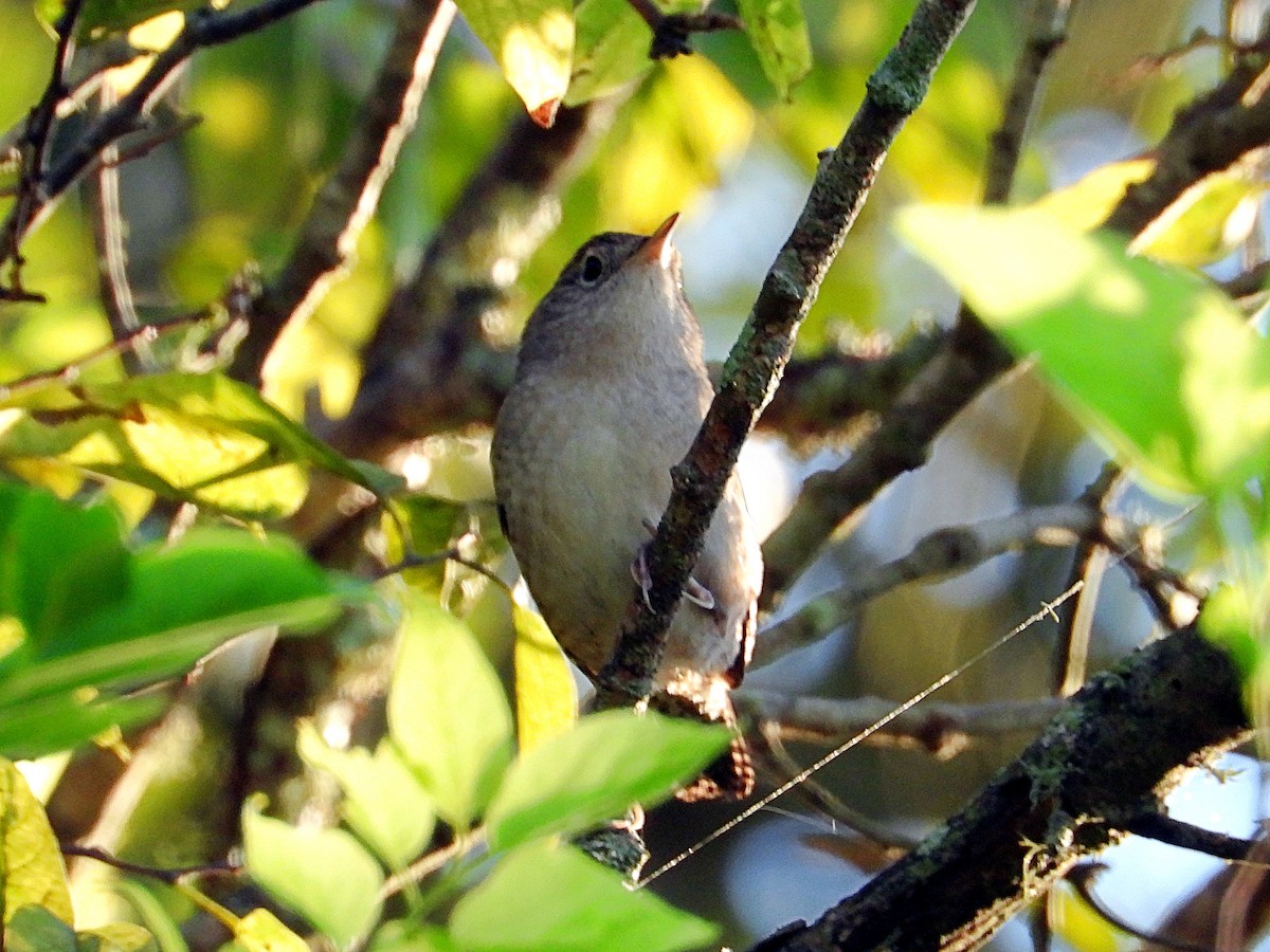 House Wren - ML624224609