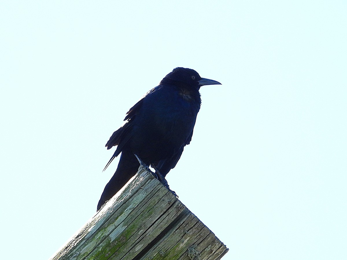 Boat-tailed Grackle - ML624224641